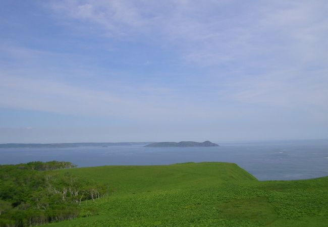 アザラシが沢山たわむれていました