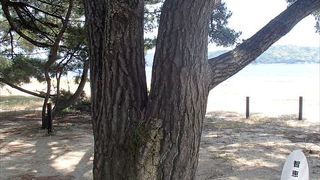 那智の松は、 一本の松が三股になっていて、三人寄れば文殊の智恵から引用されたそうです。