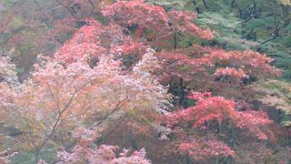 非常に美しいもみじ林