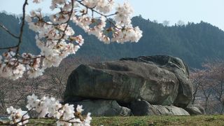 お花見の季節がおすすめ！