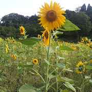 すごく綺麗な写真が撮れますよ