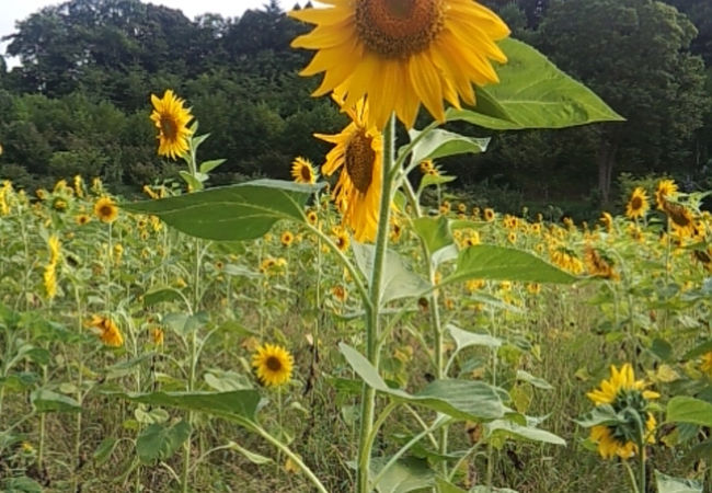 すごく綺麗な写真が撮れますよ