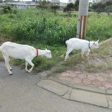 島の方が飼っているヤギ