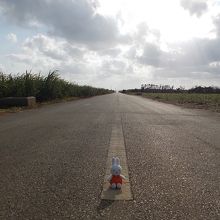 サトウキビ畑の中をドライブしてはいかがでしょうか？