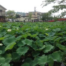 入口の蓮の葉です。