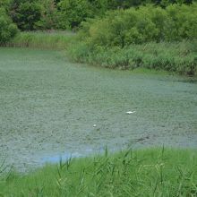 水草に覆われた池