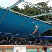 アットホームでほんわか水族館