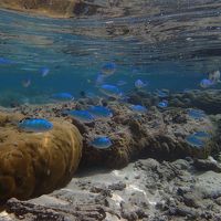 プライベート・ビーチでのシュノーケリング