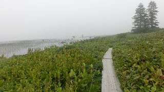 気持ちのよい散歩ができるトレイル☆