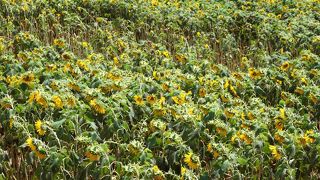 ひまわり・ひまわり・ひまわり・・・