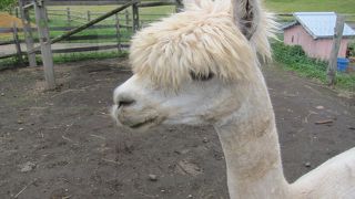 アルパカたちとふれあい