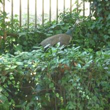 なぜか孔雀がウロウロしていました