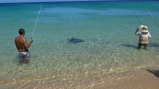 イルカと会えるビーチ