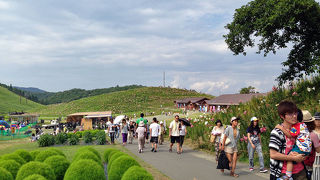琵琶湖畔にある「天空のゆり園」とは？