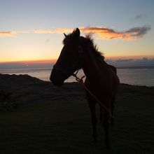 馬と一緒に夕日を眺めます