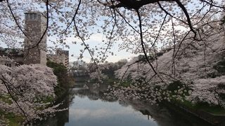 やっぱり桜の時期に！
