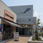 小規模の水族館ながら珍魚・奇魚（さなかだけじゃないけど）