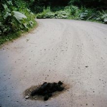 熊のウンチ