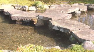 亀に見えないような・・・