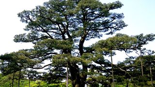 ちょっと奇怪な松ですね