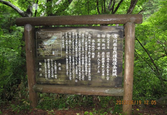 唐川のカキツバタ群落