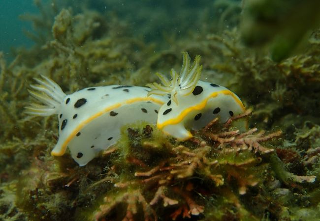 遠浅の海水浴場