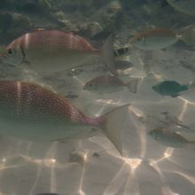 左の２匹は２０ｃｍ超の大きさです