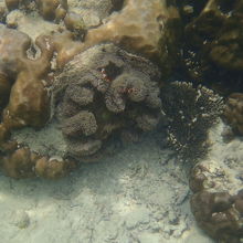 カクレクマノミ　水深2.5m位