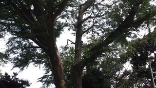 願掛けしますか・・ご縁あるように・・