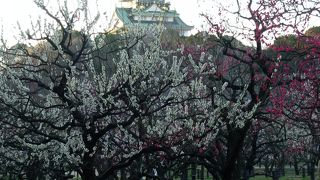 今週末は梅園の梅が満開だろうなぁ・・・