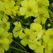 周囲にはキレイな草花がたくさん