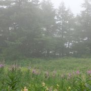 高山植物好きな人におすすめ