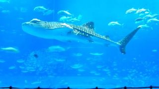 ジンベイザメは必見！