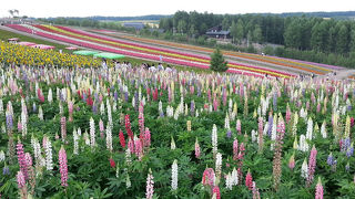 美瑛の丘を彩る広大なお花畑