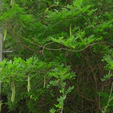 大きなそら豆？