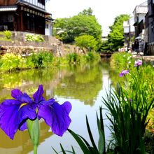 日牟禮八幡宮（ひむれ）付近の水郷、八幡堀