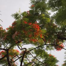 お花もいろいろ咲いてました