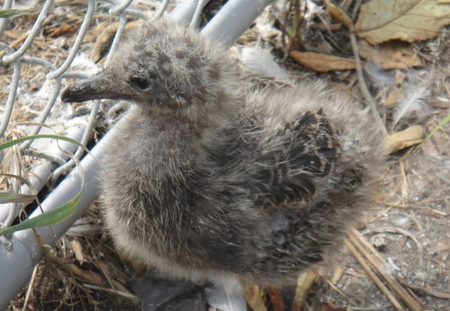 ウミネコの雛です