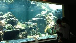 ここで十分！水族館！