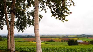 眺めも良し、白樺の木も綺麗～