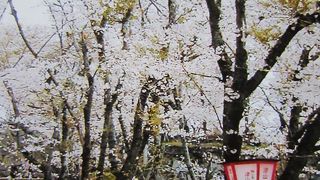 高台から桜を見下ろせます