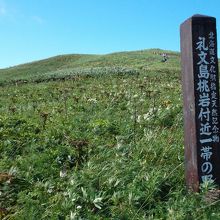 途中コース　高山植物類