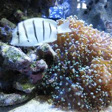 新潟市水族館 マリンピア日本海