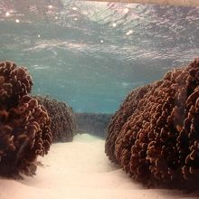 ＜参考写真＞青珊瑚は断面が青いので見た目が青くない