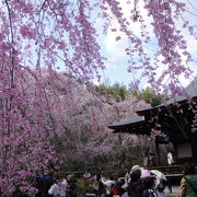 見事な枝垂桜