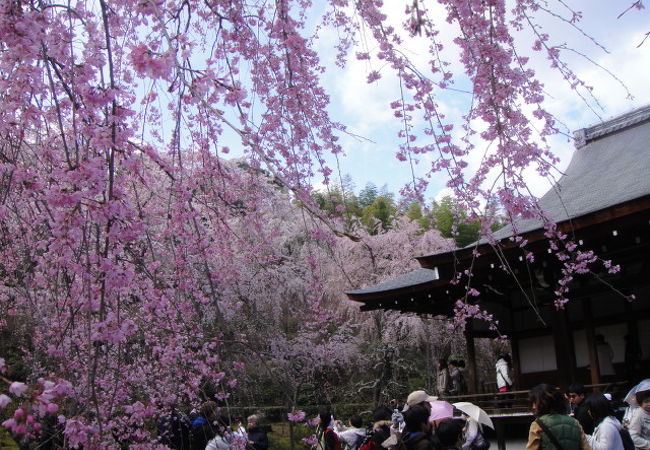 お寺と桜