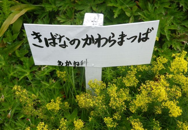 東館山高山植物園 クチコミ アクセス 営業時間 湯田中渋温泉郷 志賀高原 フォートラベル 東館山高山植物園 クチコミ アクセス 営業時間 湯田中渋温泉郷 志賀高原 フォートラベル