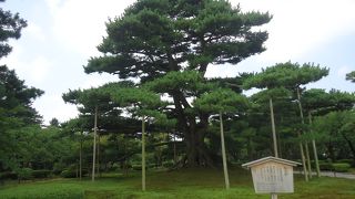 迫力があります