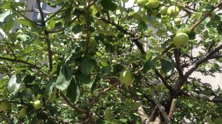 イギリスからの分身がココに