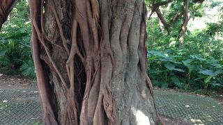 なかなかな巨木